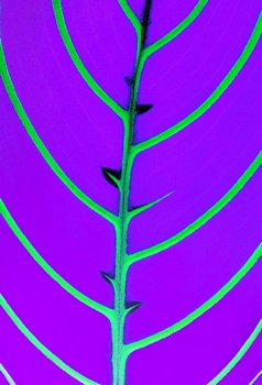 F 065F